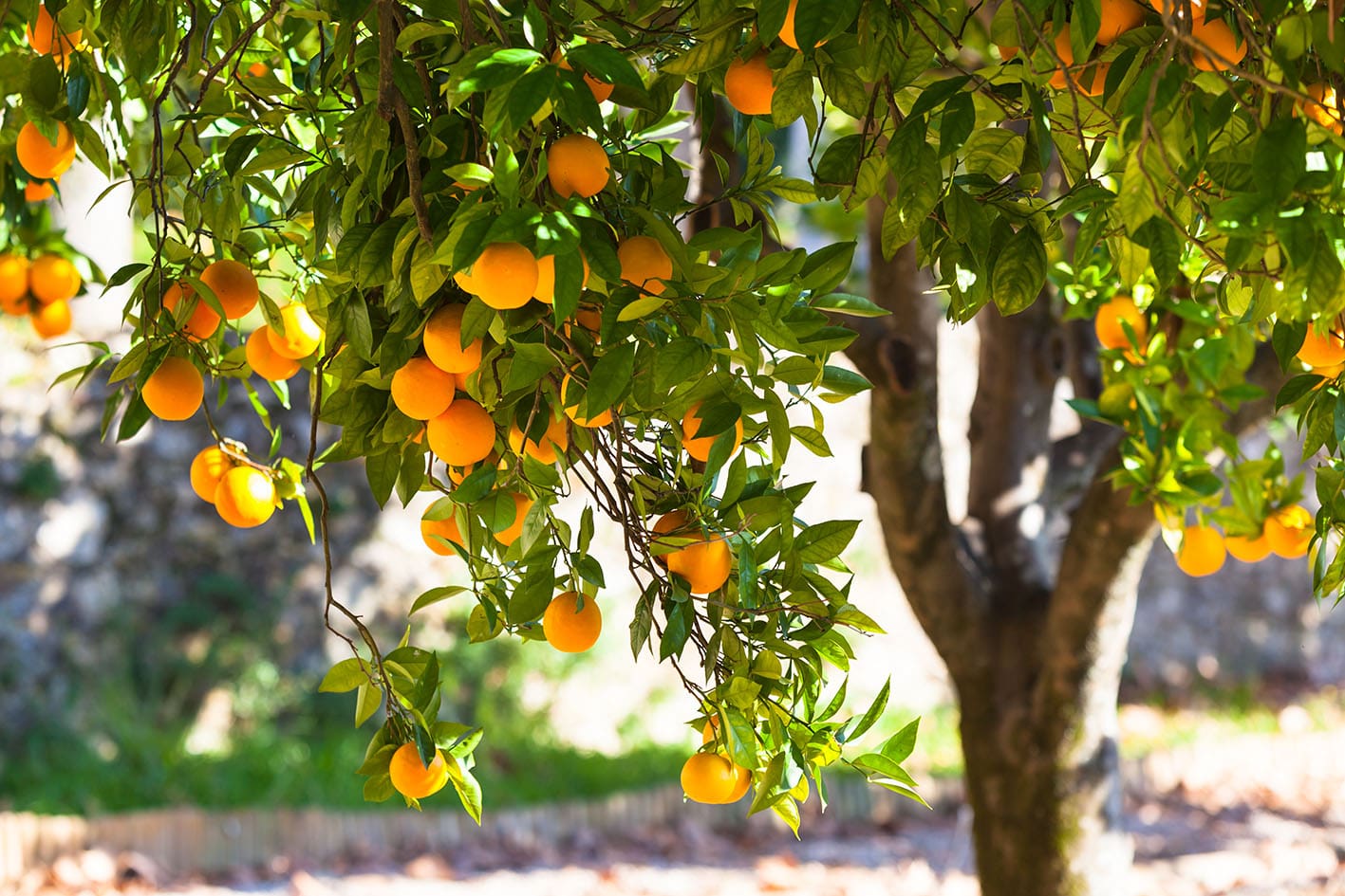 Fabricantes de derivados de fruta