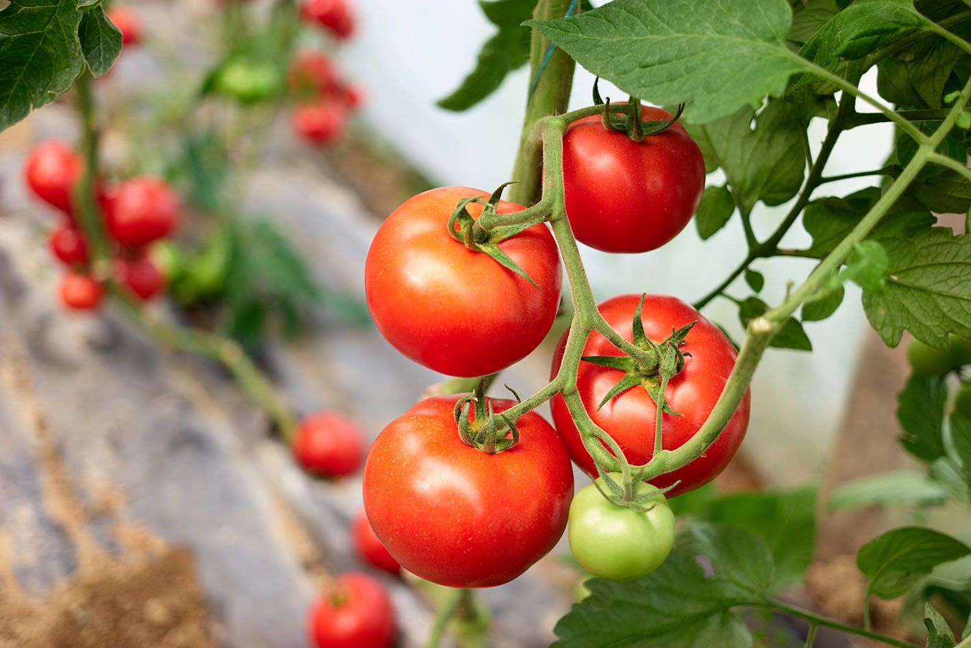 Fabricantes de tomate
