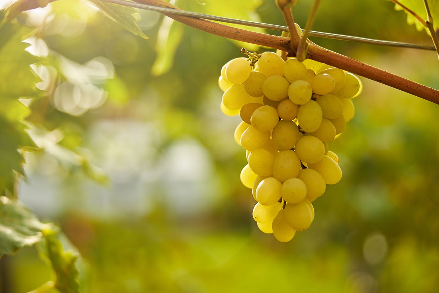 Fabricantes de vino